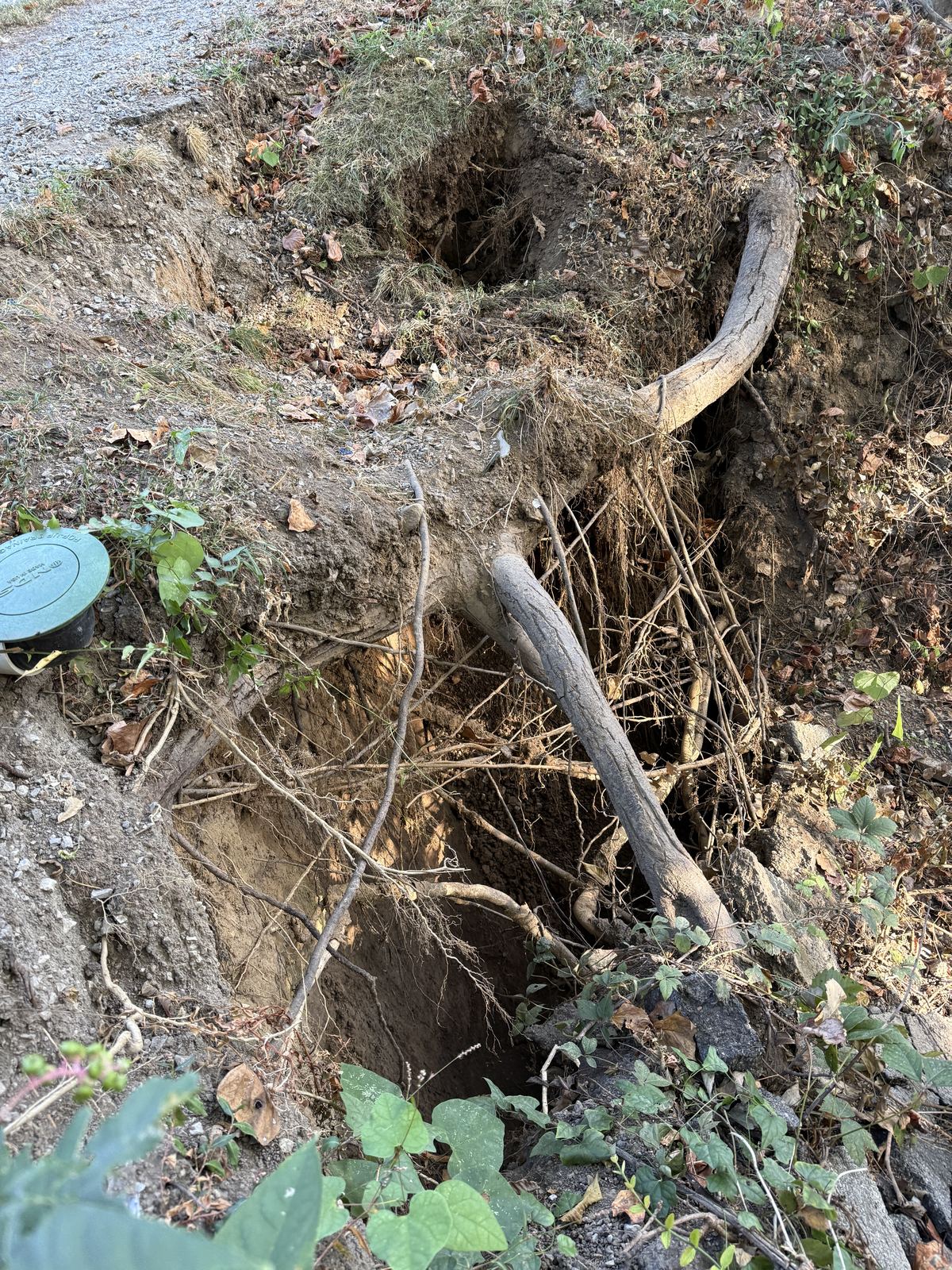 Open void under tree roots where soil has washed out of the creek bank beside the driveway &mdash; Nashville TN